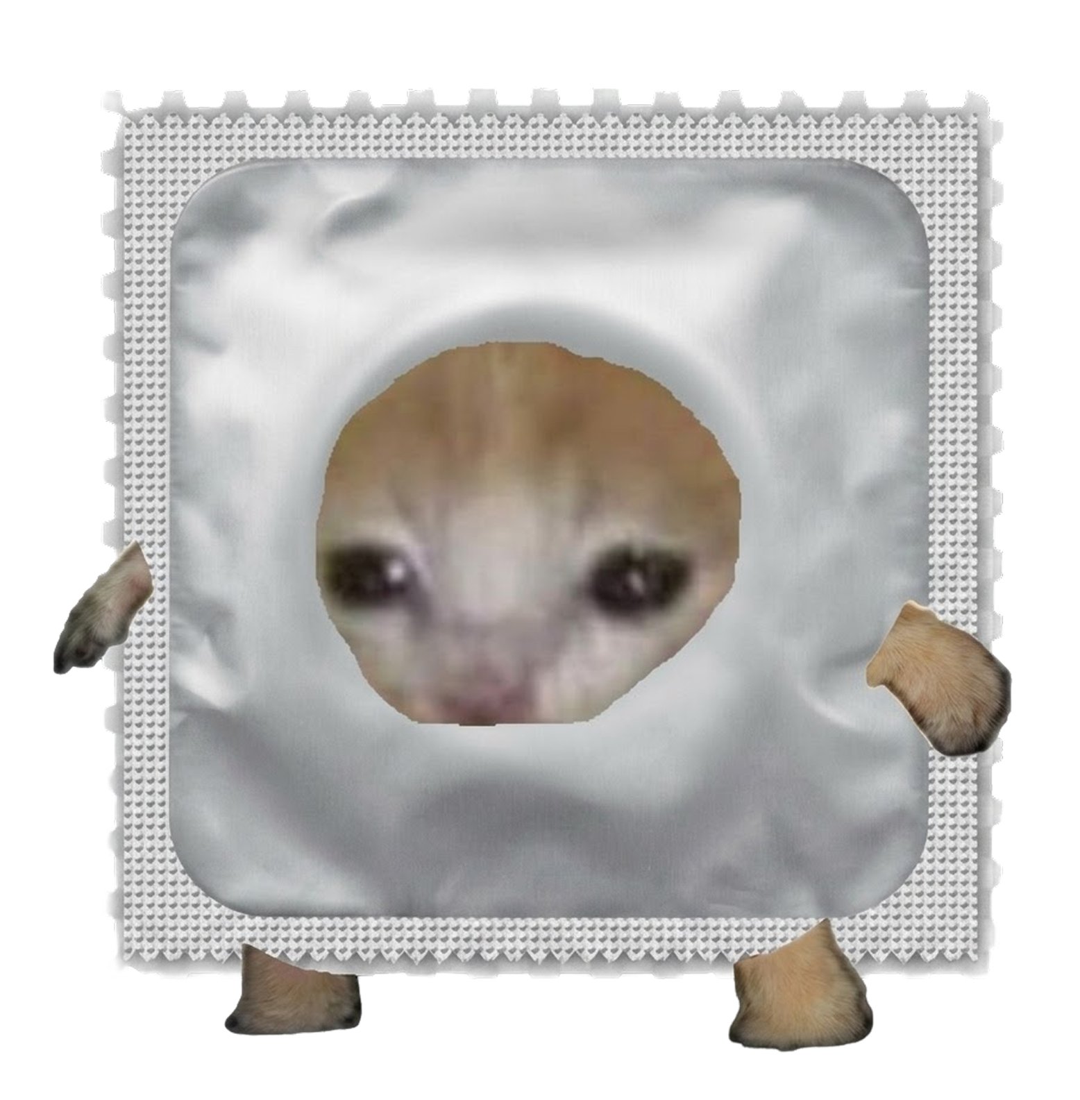 The safemoon condom cat mascot